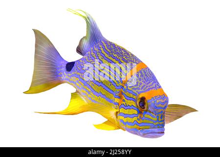 Pesce di dentice Sailfin o orata blu nella barriera corallina. Symphorichthys spilurus specie che vivono nell'Oceano Indiano orientale e nell'Oceano Pacifico occidentale Foto Stock