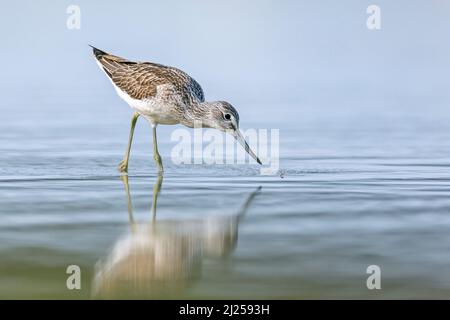 Greenshank (Tringa nebularia) ha preso di mira la sua prossima preda, un midge che galleggia sull'acqua. Germania Foto Stock