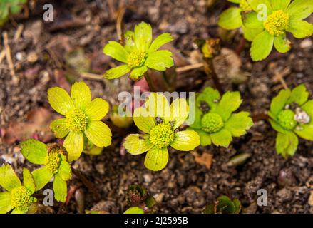 Hacquetia epipactis fioritura a Pruhonice, Repubblica Ceca il 29 marzo 2022. (CTK Photo/Libor Sojka) Foto Stock