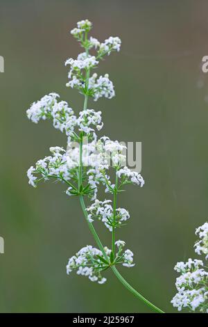 White Bedpaglia (album di Galio) fioritura. Germania Foto Stock