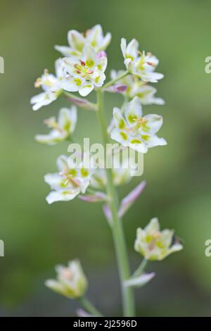 La montagna Deathcamas (Anticlea elegans) è ampiamente distribuito in tutto il Nord America e si verifica in molti habitat, Canada Foto Stock