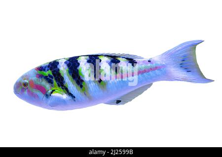 Sixbar wrasse o wrasse a sei bande dall'oceano Indo-Pacific su bianco. Thalassoma hardwicke residente in Oceano Indiano e Pacifico, Grande barriera di Foto Stock