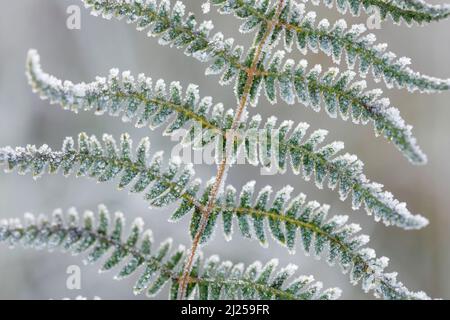 Bracken Fern (Pteridium aquilinum), primo piano di fronte coperto di gelo in autunno. Svizzera Foto Stock