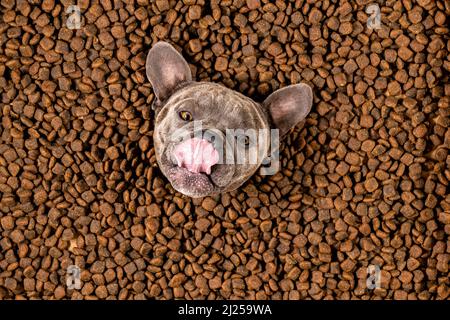 Happy French Bulldog nuota in un mare di cibo per cani - dieta pedigree Foto Stock