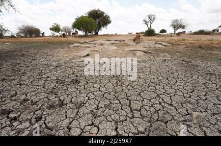 (220330) -- KILIFI, 30 marzo 2022 (Xinhua) -- il bestiame è visto sul campo di siccità nella sub-locazione di Kidemu nella contea di Kilifi, Kenia, 23 marzo 2022. Sparsi sulla fattoria di cinque acri nel villaggio di Bandari, la sotto-posizione di Kidemu nella contea costiera Kilifi del Kenya, erano raccolti di mais appassiti. Adam Ndamunga, un ufficiale della NDMA (NDMA) del Kenya a Kilifi, ha detto che la situazione di siccità nella regione è iniziata nell'agosto 2021 ed è in corso a causa delle piogge inadeguate. L'agenzia di soccorso delle Nazioni Unite ha dichiarato che il Corno d'Africa sta vivendo una delle peggiori siccità Foto Stock