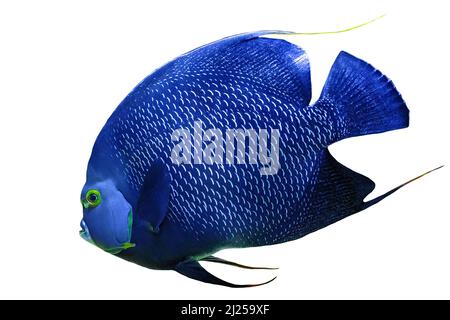 Primo piano di pesce angelo francese di acquario serbatoio di pesci di barriera corallina isolato su sfondo bianco. Pomacanthus paru specie che vivono in Occidente e orientale Foto Stock