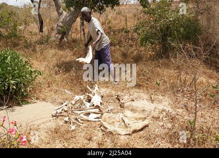 (220330) -- KILIFI, 30 marzo 2022 (Xinhua) -- Villager Eliud Karisa mostra i resti delle sue vacche morte nella sub-locazione di Kidemu nella contea di Kilifi, Kenya, 23 marzo 2022. Sparsi sulla fattoria di cinque acri nel villaggio di Bandari, la sotto-posizione di Kidemu nella contea costiera Kilifi del Kenya, erano raccolti di mais appassiti. Adam Ndamunga, un ufficiale della NDMA (NDMA) del Kenya a Kilifi, ha detto che la situazione di siccità nella regione è iniziata nell'agosto 2021 ed è in corso a causa delle piogge inadeguate. L'agenzia di soccorso delle Nazioni Unite ha dichiarato che il Corno d'Africa sta vivendo uno dei suoi w Foto Stock