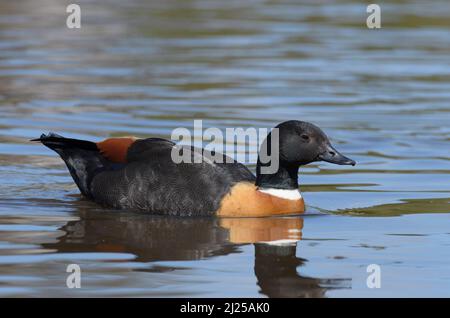 Una Shelduck australiana maschile dai colori vivaci che nuota sul lago, alla ricerca di cibo Foto Stock