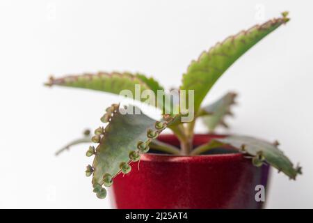 Kalanchoe daigremontiana, precedentemente conosciuta come Bryophyllum daigremontianum e comunemente chiamata madre di migliaia, pianta di alligatore, o pianta messicana del cappello Foto Stock