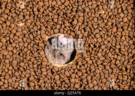 Happy French Bulldog nuota in un mare di cibo per cani - dieta pedigree Foto Stock