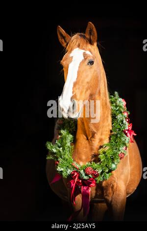 Trakehner. Ritratto di un castagno alto mare con una corona di Natale su sfondo nero Foto Stock