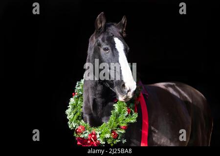 Oldenburg Cavallo. Ritratto di un cavallo nero anziano che indossa una corona di Natale su sfondo nero Foto Stock