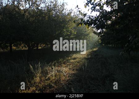 Bella vista della luce del sole che cade nei boschi in ombra, che passa attraverso alberi di arancio coltivati in natura. Foto Stock