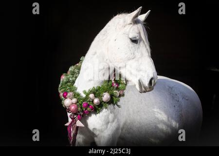 Postier Breton. Ritratto di un mare grigio che indossa una corona di Natale su sfondo nero Foto Stock