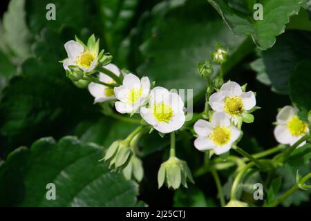 Fragola in fiore con fiori bianchi luminosi nella stagione primaverile Foto Stock