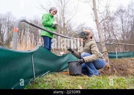 Hersbruck, Germania. 30th Mar 2022. La presidente del gruppo locale Hersbrucker-Land del Bund Naturschutz (BUND), Heide Frobel (l) e volontario Melanie Neuner, che è stato attivo per 12 anni, conta i rospi, le rane e i nuovi raccolti in secchi prima di essere trasportati attraverso una strada. Il tempo della migrazione in Baviera è iniziato. Molti anfibi, comprese le rane e i nettoli, sono poi particolarmente a rischio sul loro percorso, poiché molti devono attraversare strade per raggiungere il terreno di riproduzione. Credit: Nicolas Armer/dpa/Alamy Live News Foto Stock