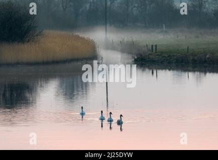 FOTA, Cobh, Cork, Irlanda. 30th marzo 2022. Cigni su un'insenatura del fiume prima dell'alba vicino a FOTA Island, Cork, Irlanda. - Credit; David Creedon / Alamy Live News Foto Stock