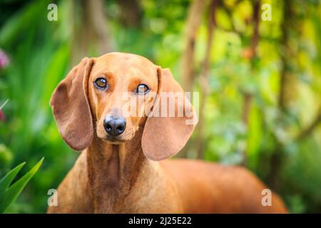 Dachshund liscio. Ritratto di cane adulto. Germania Foto Stock