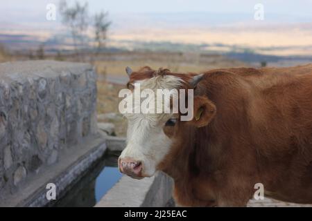 Mucca in habitat naturale acqua potabile da acqua di pietra annaffiatura valle. Bestiame in pace, sentendosi al sicuro sotto il cielo drammatico del tramonto. Foto Stock