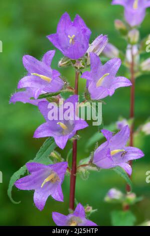 Campanula (Campanula rapucoloides), fiori, Austria Foto Stock