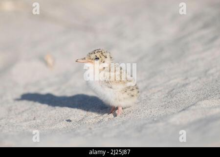 Tisane (albifroni della Sterna). Pulcino in piedi su una spiaggia. Germania Foto Stock