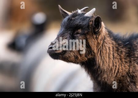 Bel ritratto di capra chiamato Pigmy africano a piedi sul natuto con sfondo sfocato Foto Stock