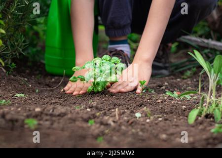 Bambino maschio caucasico godendo di giardinaggio, piantando piantine di erbe di menta nel terreno fertile del giardino medicinale con timo e rosmarino Foto Stock