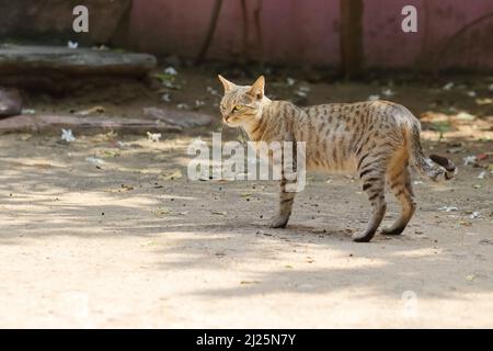 Primo piano di un gatto grigio tabby in piedi sul terreno Foto Stock