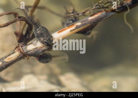 Un paio di tadpoli di rana dipinta nel Mediterraneo, Discoglossus pictus, che si nutrono di bastone in un laghetto poco profondo di acqua dolce nella campagna maltese. Foto Stock