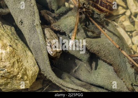 Un adulto mediterraneo dipinto rana, Discoglossus pictus, nascosto in un pezzo di tessuto verde caduto in un laghetto poco profondo, nelle isole maltesi. Foto Stock