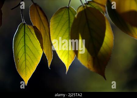 Foglie d'autunno su un albero. Primo piano. Foto Stock