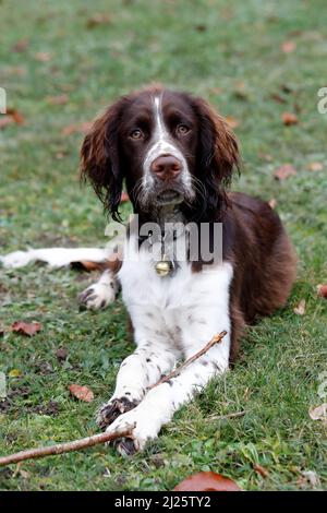 English Springer Spaniel cane. Primo piano sulla testa. Foto Stock