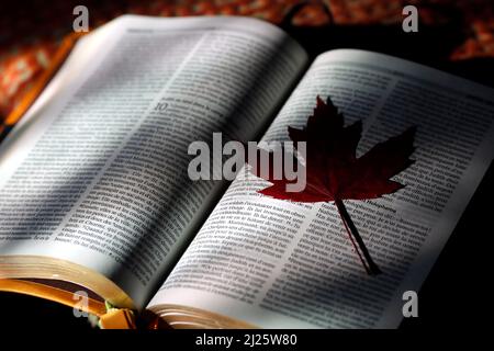 Apri la bibbia con una foglia asciutta. Chiesa candele in chiesa. Donna che prega la Vergine. Foto Stock