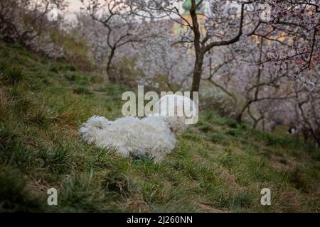 Cane maltese animale domestico nel parco sotto alberi in fiore, primavera Foto Stock