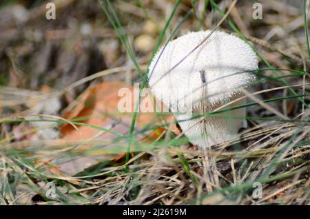 funghi su con il nome latino agaricus silvaticus in una glade foresta. Foto Stock