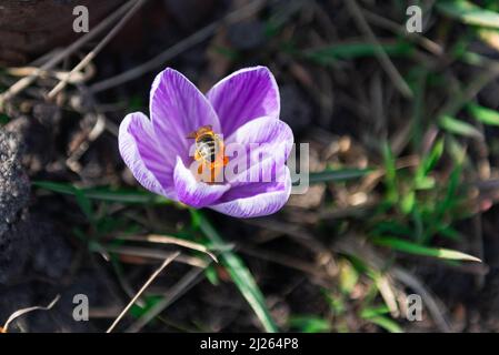 Giornata di primavera soleggiata. Fiore di crocus violetto, al centro un pistil ricoperto di polline giallo. All'interno del fiore è possibile vedere un'ape che raccoglie alcuni. Foto Stock