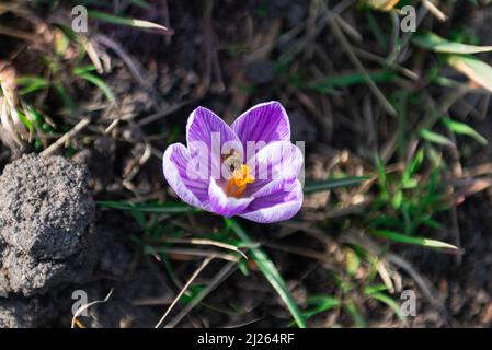 Giornata di primavera soleggiata. Fiore di crocus violetto, al centro un pistil ricoperto di polline giallo. All'interno del fiore è possibile vedere un'ape che raccoglie alcuni. Foto Stock