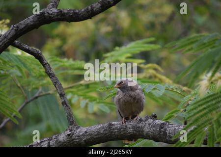 foto di un bellissimo uccello seduto su albero ramo giungla babbler ( argya striata ) Foto Stock