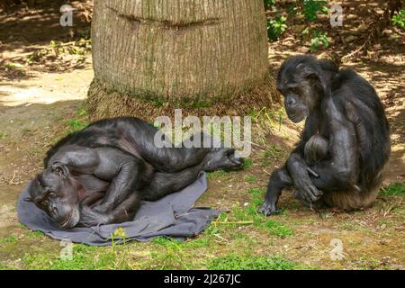 Scimpanzé in uno zoo. Un maschio più anziano poggia su una coperta con una donna seduta accanto a lui Foto Stock