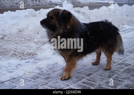 Cane su neve Foto Stock
