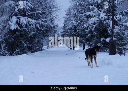 Cane nella neve Foto Stock