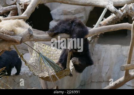 Un primo colpo di sloth porta rilassarsi sull'albero Foto Stock