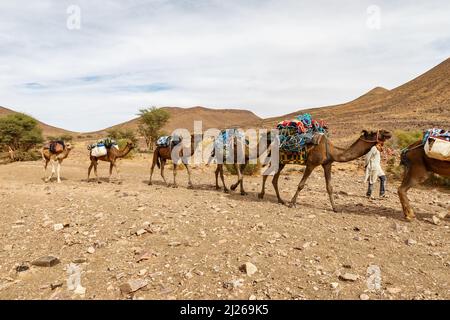 Caravan cammello nel deserto del Sahara. Cammelli che camminano sul deserto di pietra lungo le montagne, Marocco Foto Stock