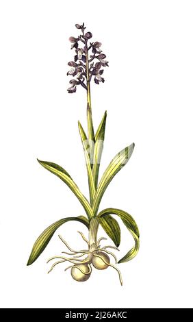 Kleines Knabenkraut, Anacamptis morio, Orchis morio L., auch salep-Knabenkraut, Satyrion, Stendelwurz oder Narrenkappe / Anacamptis morio, l'orchidea dalle ali verdi o orchidea dalle venature verdi, storica, digitale riproduzione migliorata di un originale dal 19th secolo / progetto digitale Original Rekinktis 19. Jahrhundert, genaues Originaldatum nicht bekannt Foto Stock