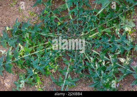 Piante ornamentali, cardui, cardui, sulla riva sabbiosa del lago Foto Stock