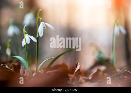 Fiori di Snowdrop sul prato primavera foresta primo piano. Fotografia macro natura Foto Stock