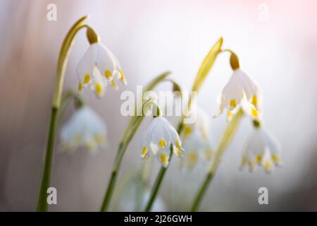 Fiori di Snowdrop sul prato primavera foresta primo piano. Fotografia macro natura Foto Stock