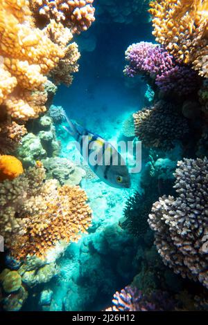 Scuola di pesce Sergente maggiore (Abudefduf saxatilis o pintano) su una barriera corallina nel Mar Rosso, Egitto. Snorkeling scuba e immersioni background. Scatto subacqueo Foto Stock