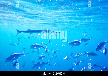 Needlefish a scuola di nuoto e di alimentazione Caesio suevica pesce nella superficie del Mar Rosso. Fotografia subacquea, immersioni subacquee e snorkeling sfondo Foto Stock