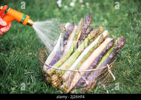 Il contadino lava i germogli di asparagi con il tubo da giardino. Germogli di asparagi verdi, viola e bianchi freschi. Fotografia alimentare Foto Stock